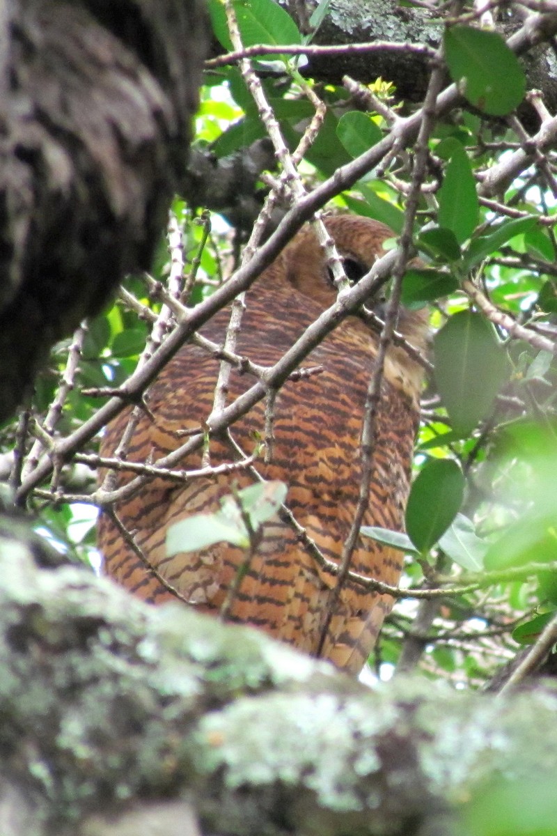 Pel's Fishing-Owl - ML647984495