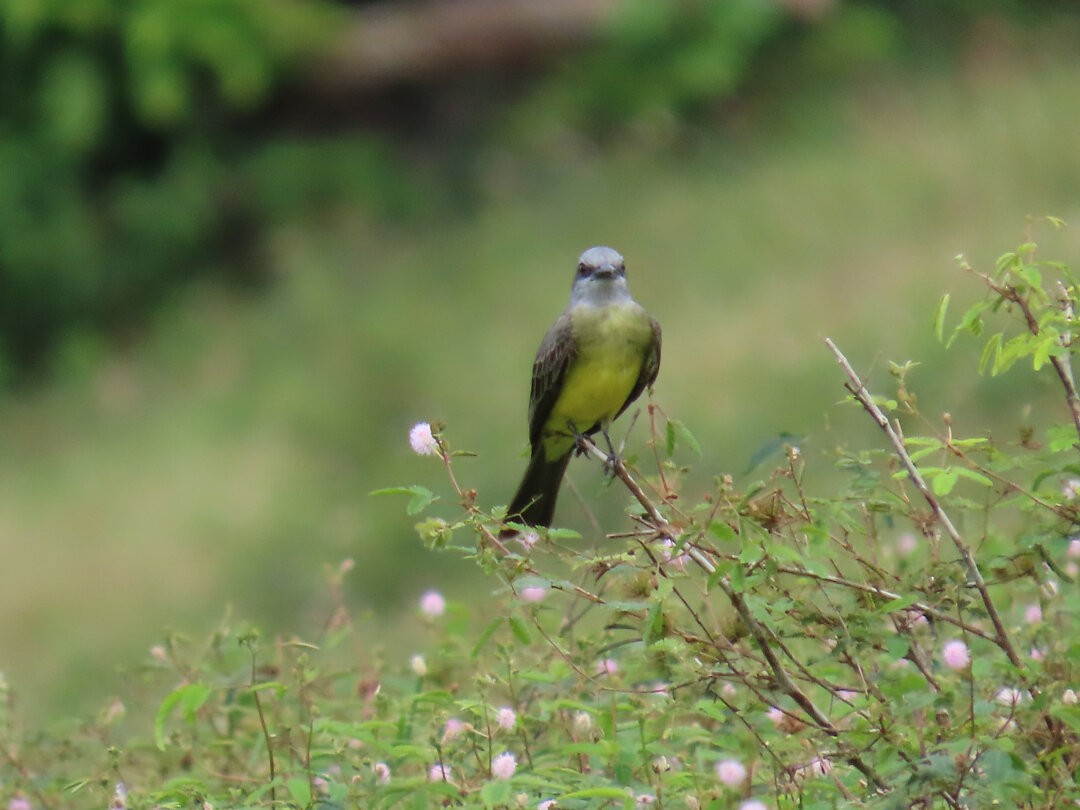 Tropical Kingbird - ML647985177