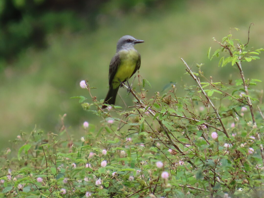 Tropical Kingbird - ML647985178