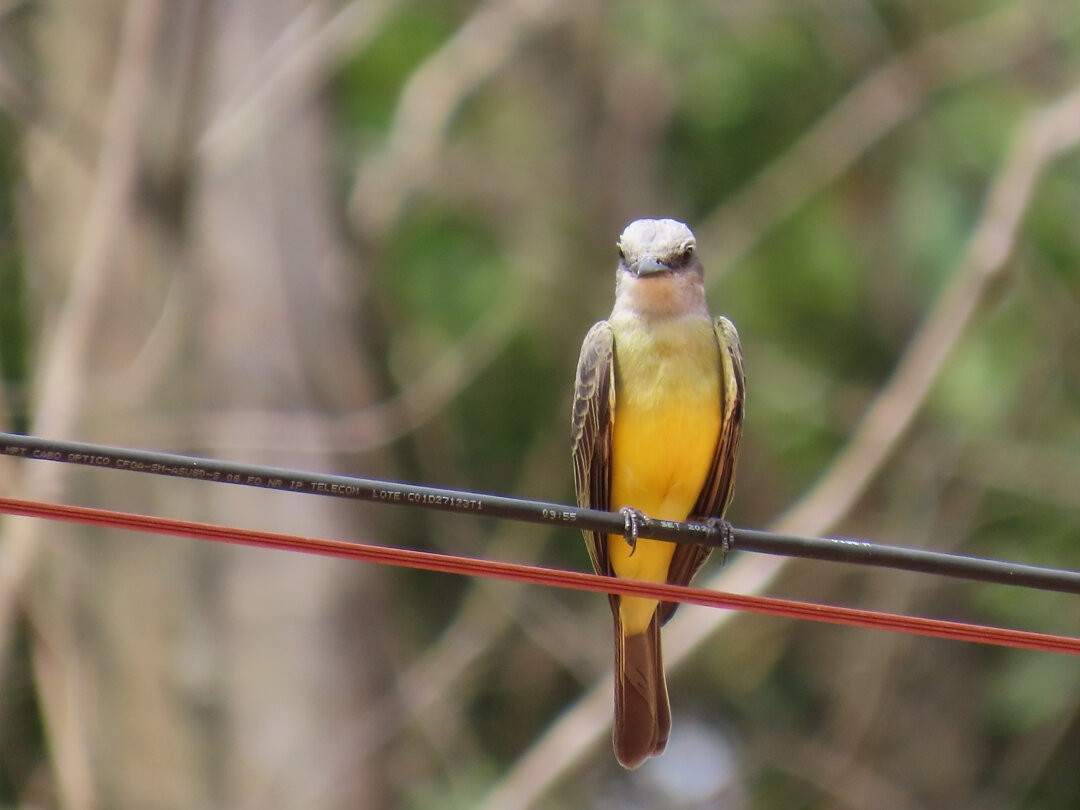 Tropical Kingbird - ML647985209