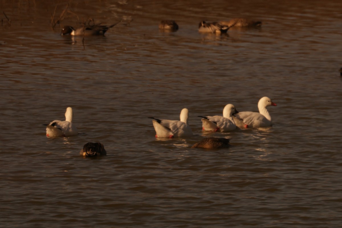 Ross's Goose - ML647987900