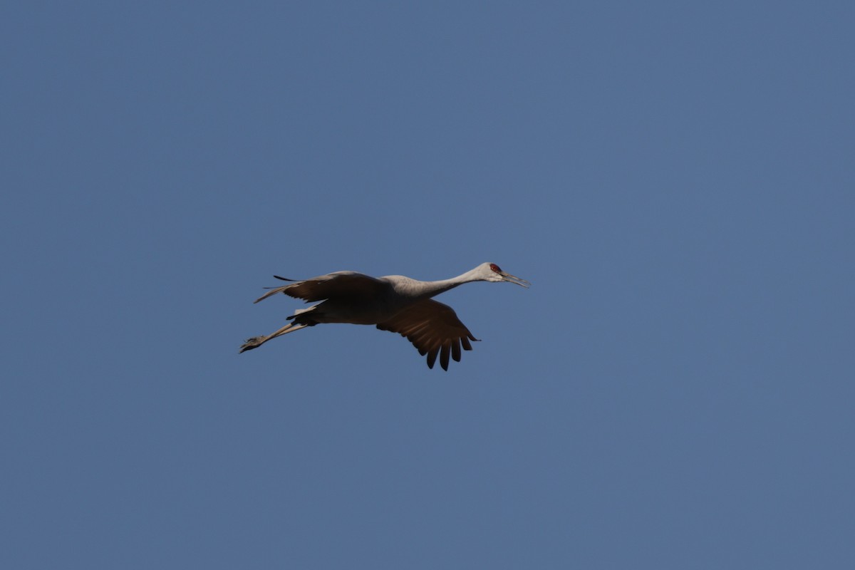 Sandhill Crane - ML647987914