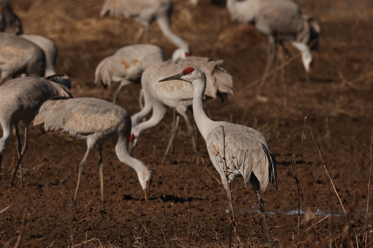Sandhill Crane - ML647987915