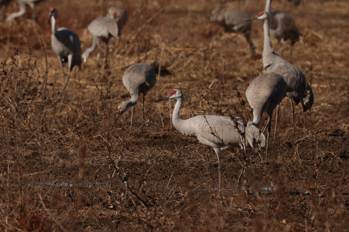 Sandhill Crane - ML647987916
