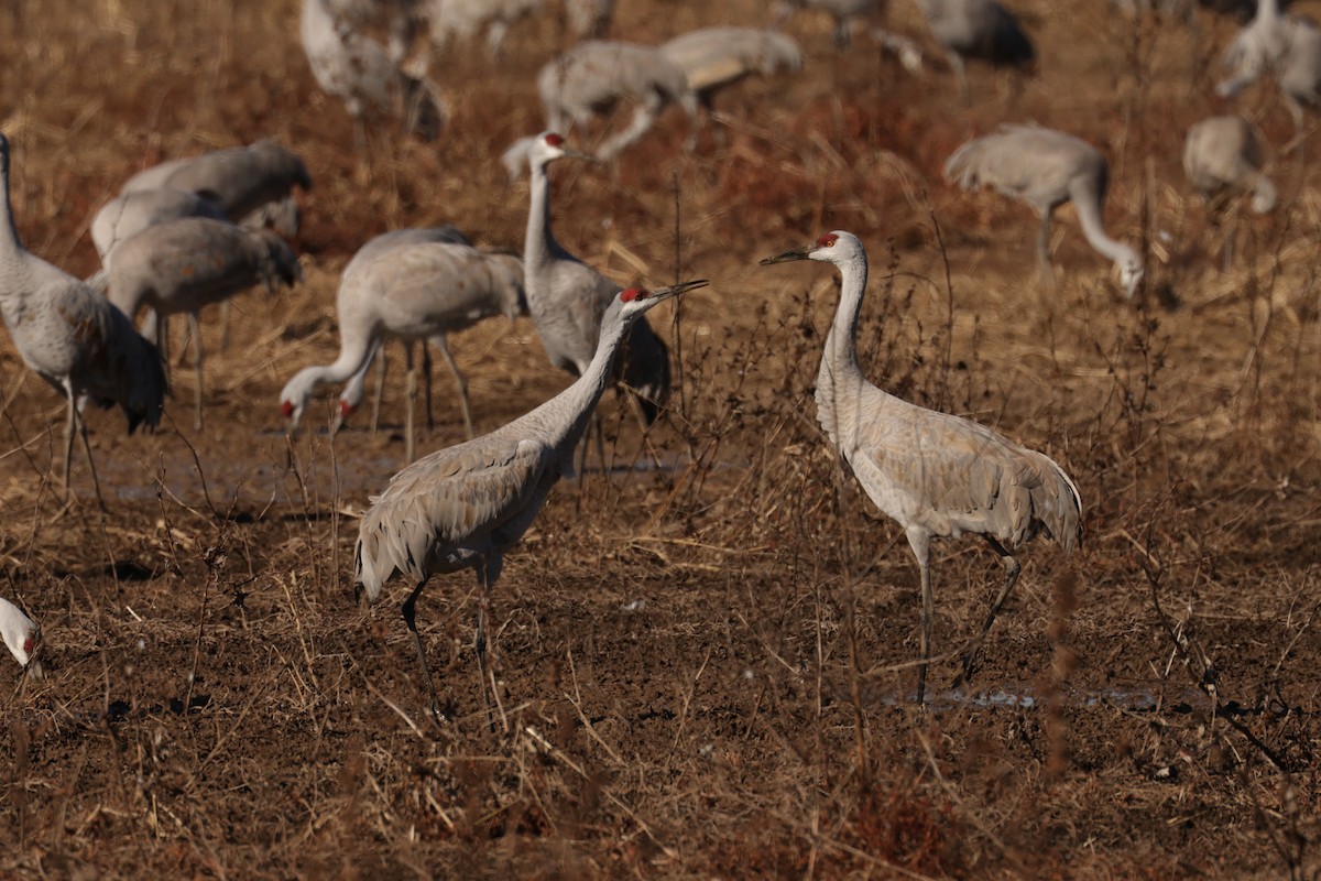 Sandhill Crane - ML647987917