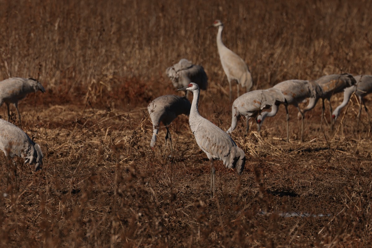 Sandhill Crane - ML647987918