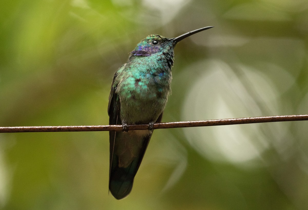 eBird Checklist - 17 Mar 2019 - Monteverde--Hummingbird Gallery - 9 species