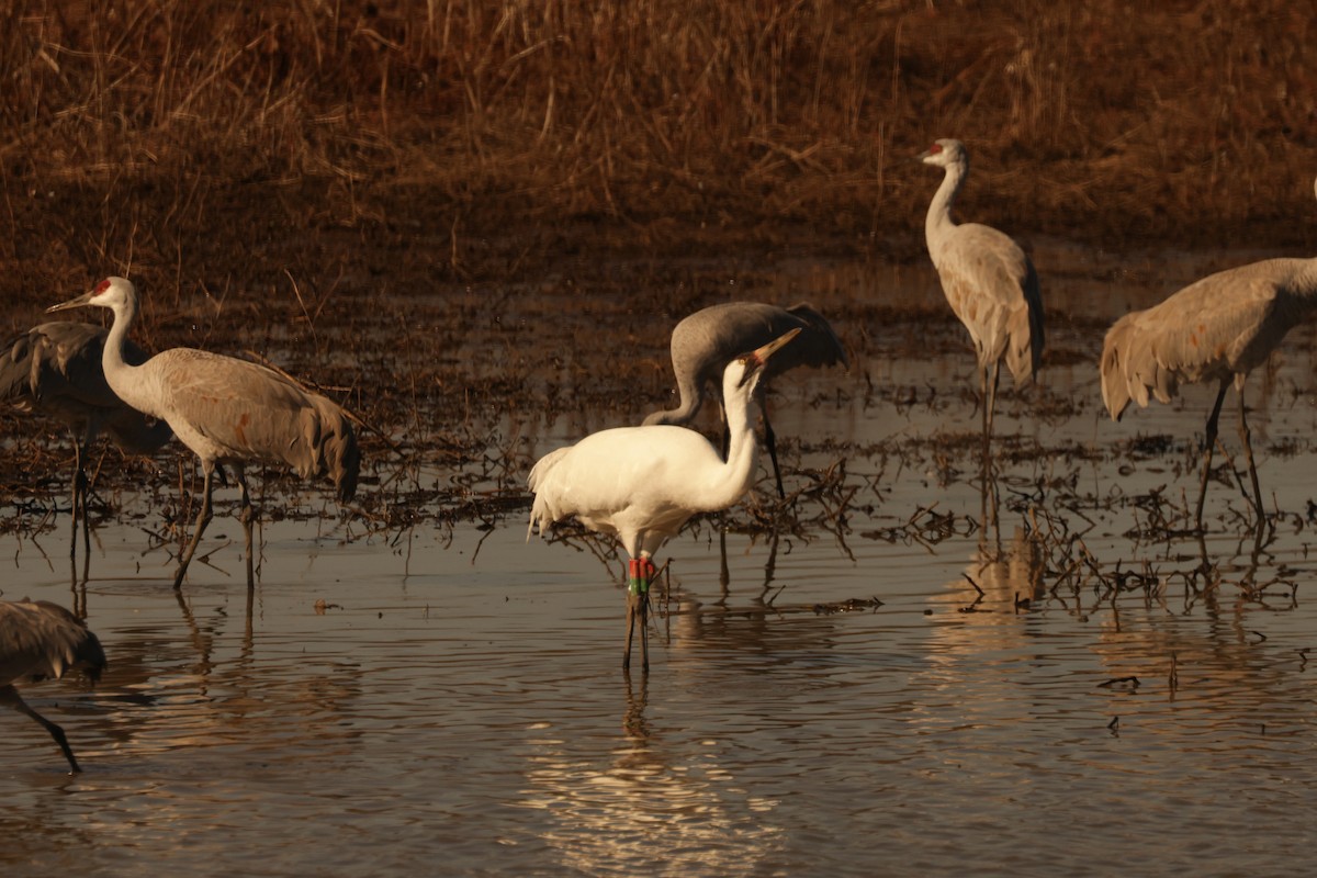 Whooping Crane - ML647987929