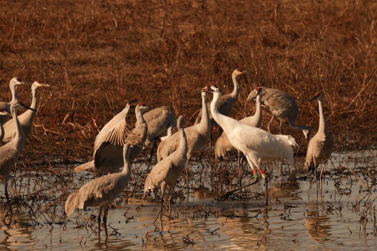 Whooping Crane - ML647987930
