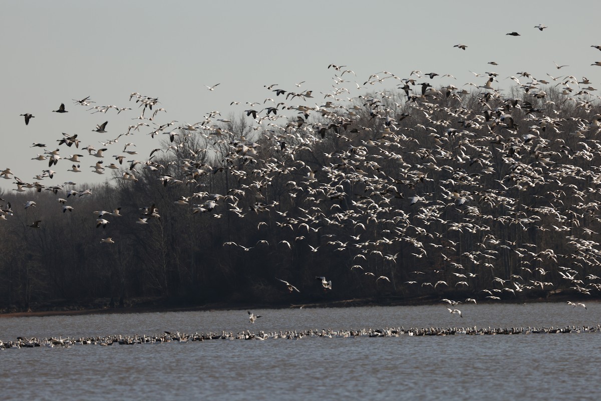 Snow Goose - ML647988012