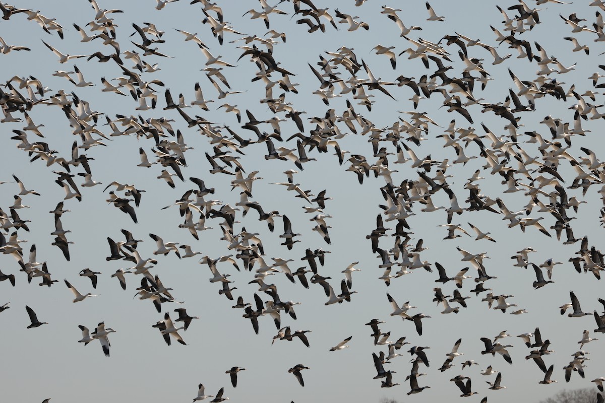 Snow Goose - ML647988015