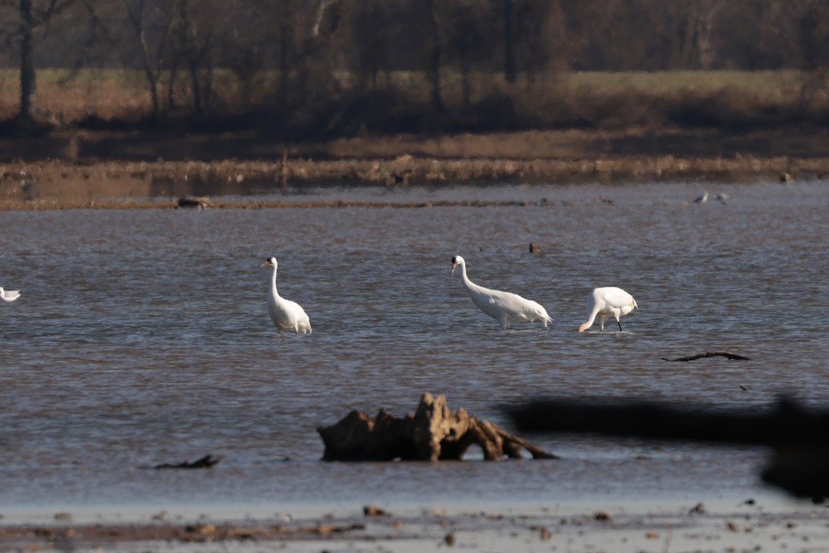 Whooping Crane - ML647988023