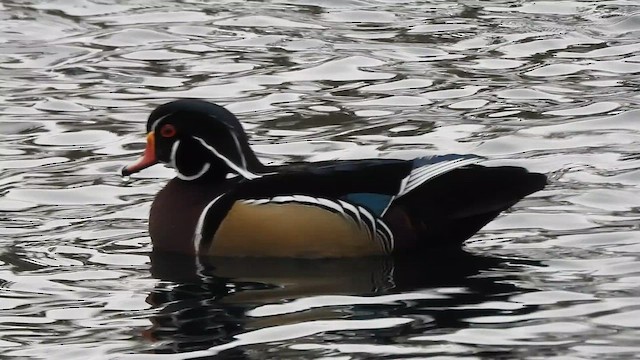 アメリカオシ - ML647988361