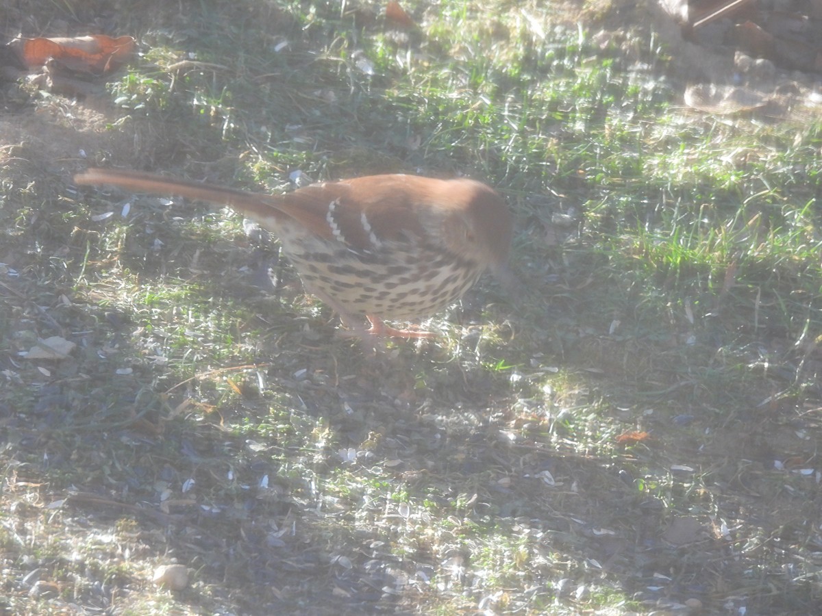 Brown Thrasher - ML647989223