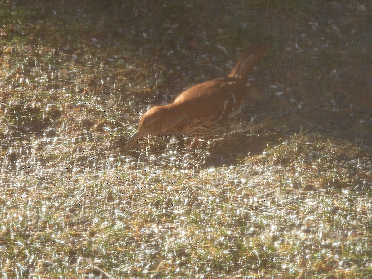 Brown Thrasher - ML647989224