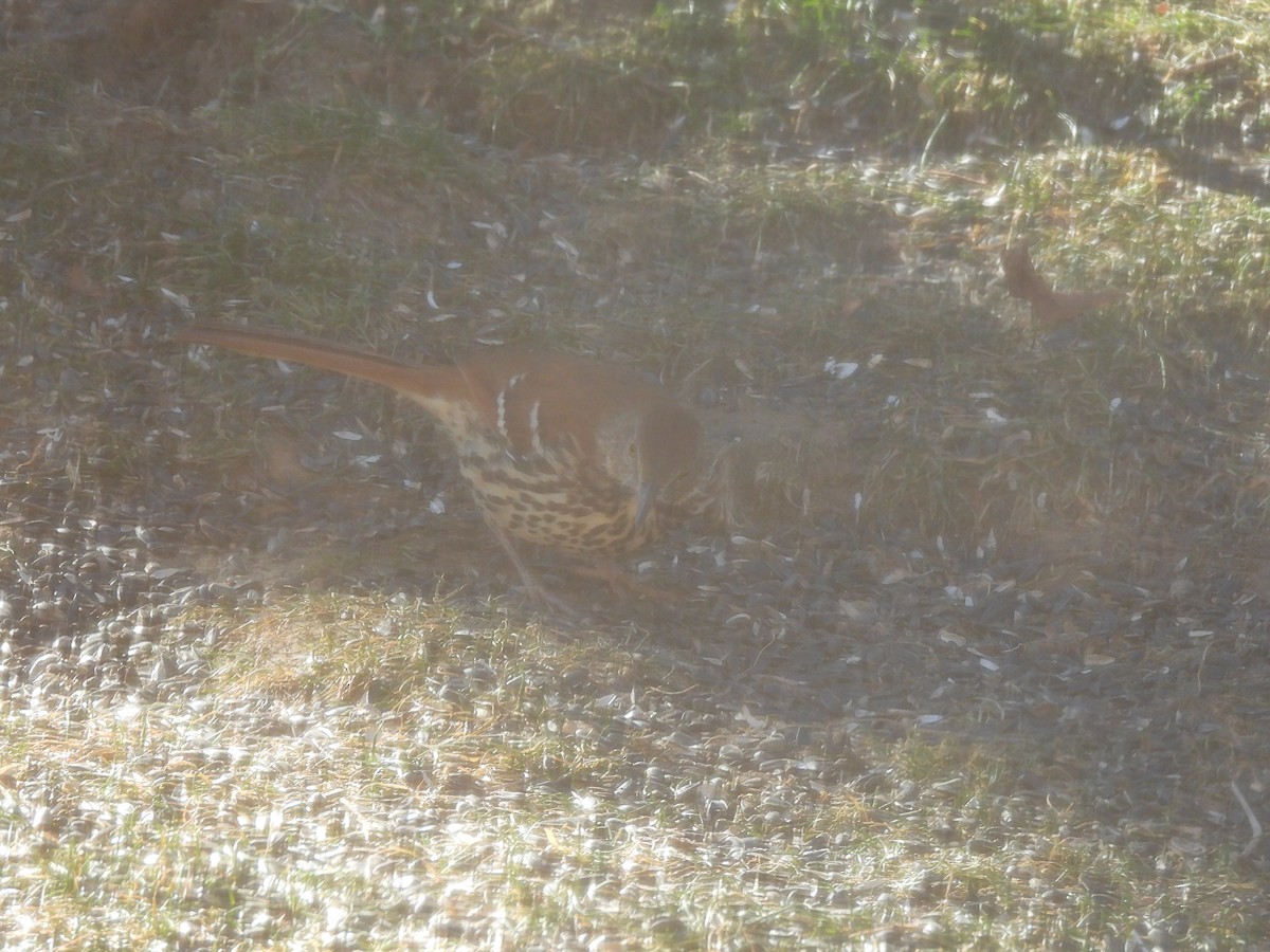 Brown Thrasher - ML647989225
