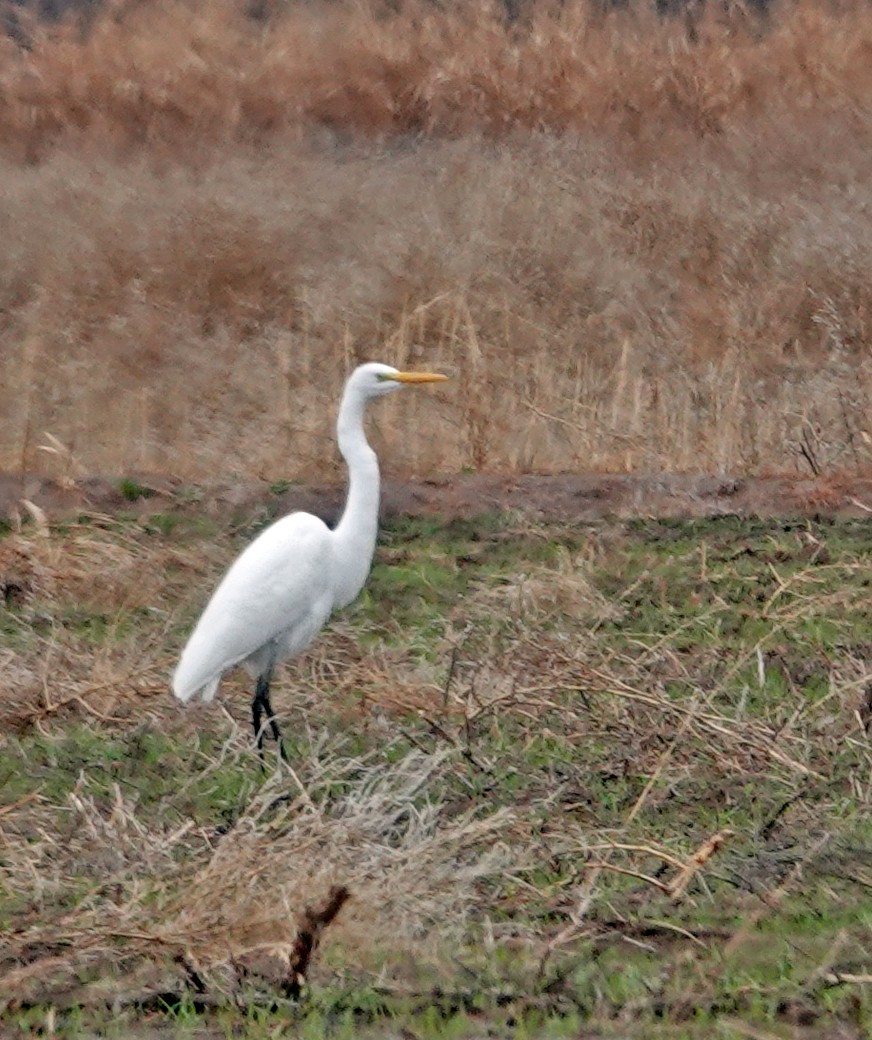 Чапля велика - ML647989371