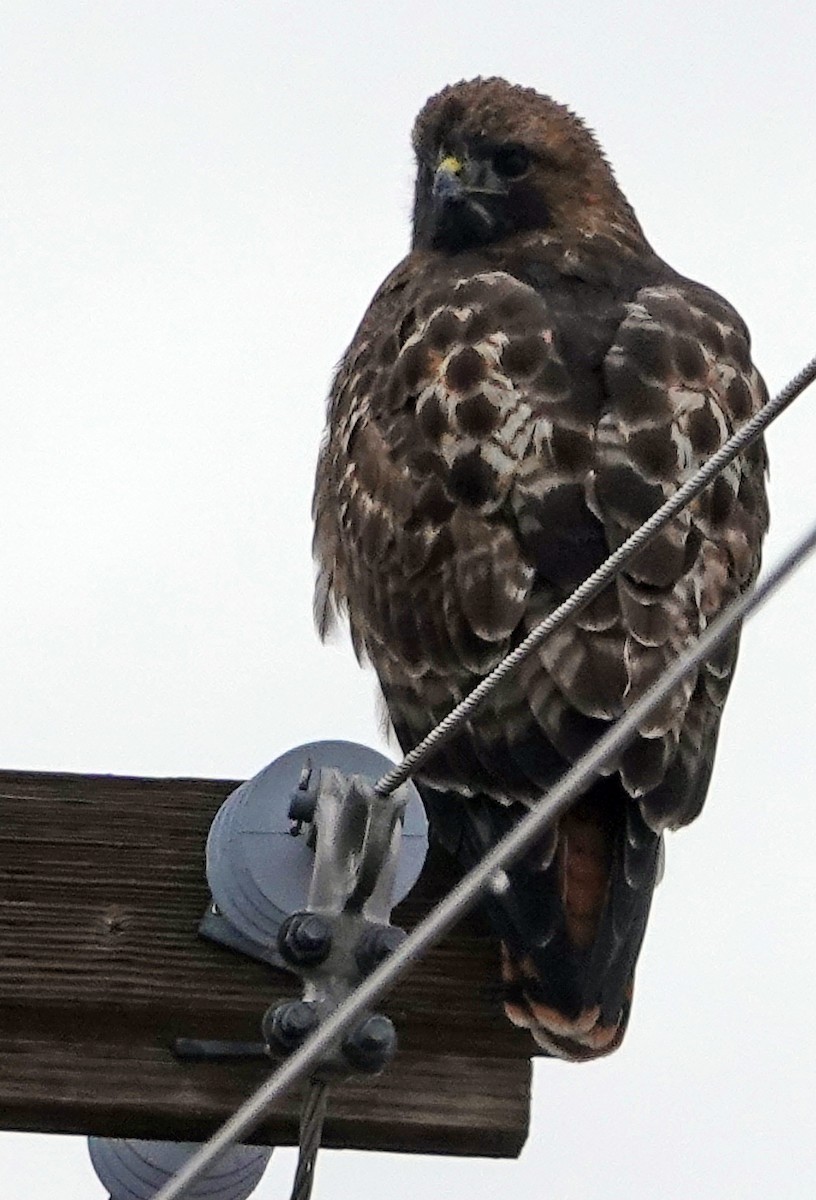 Канюк неоарктичний - ML647989398