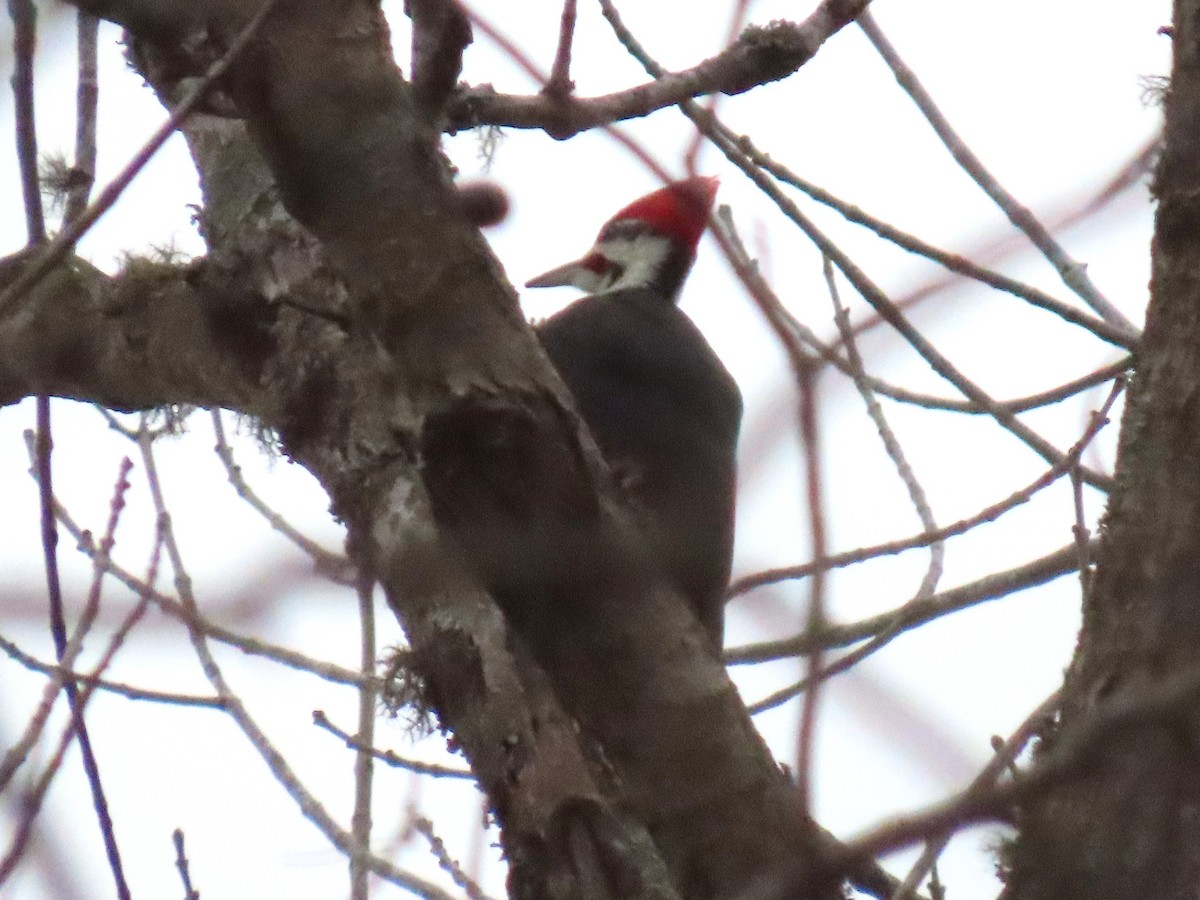 Pileated Woodpecker - ML647989718