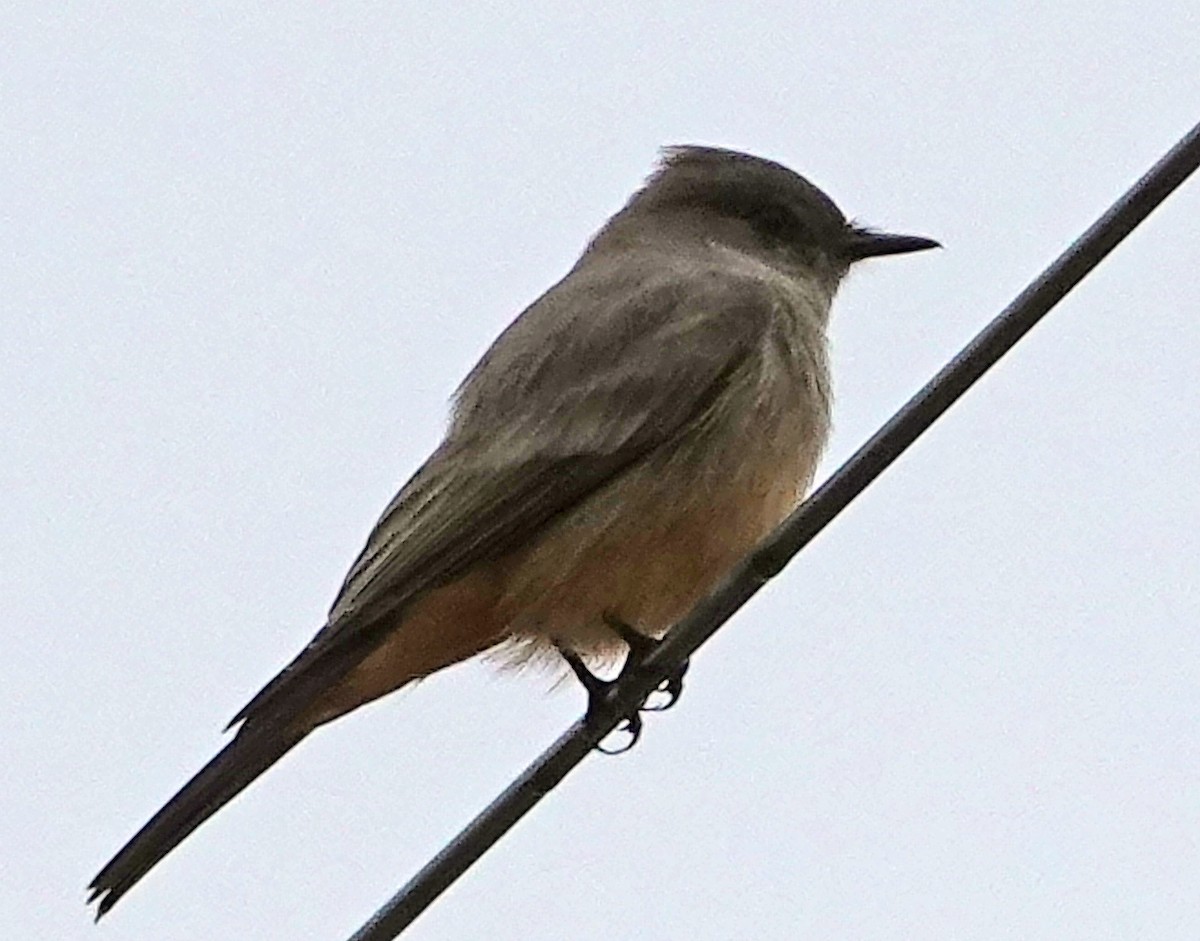 Феб великий - ML647990346