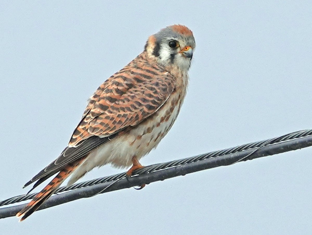 Боривітер американський - ML647990705