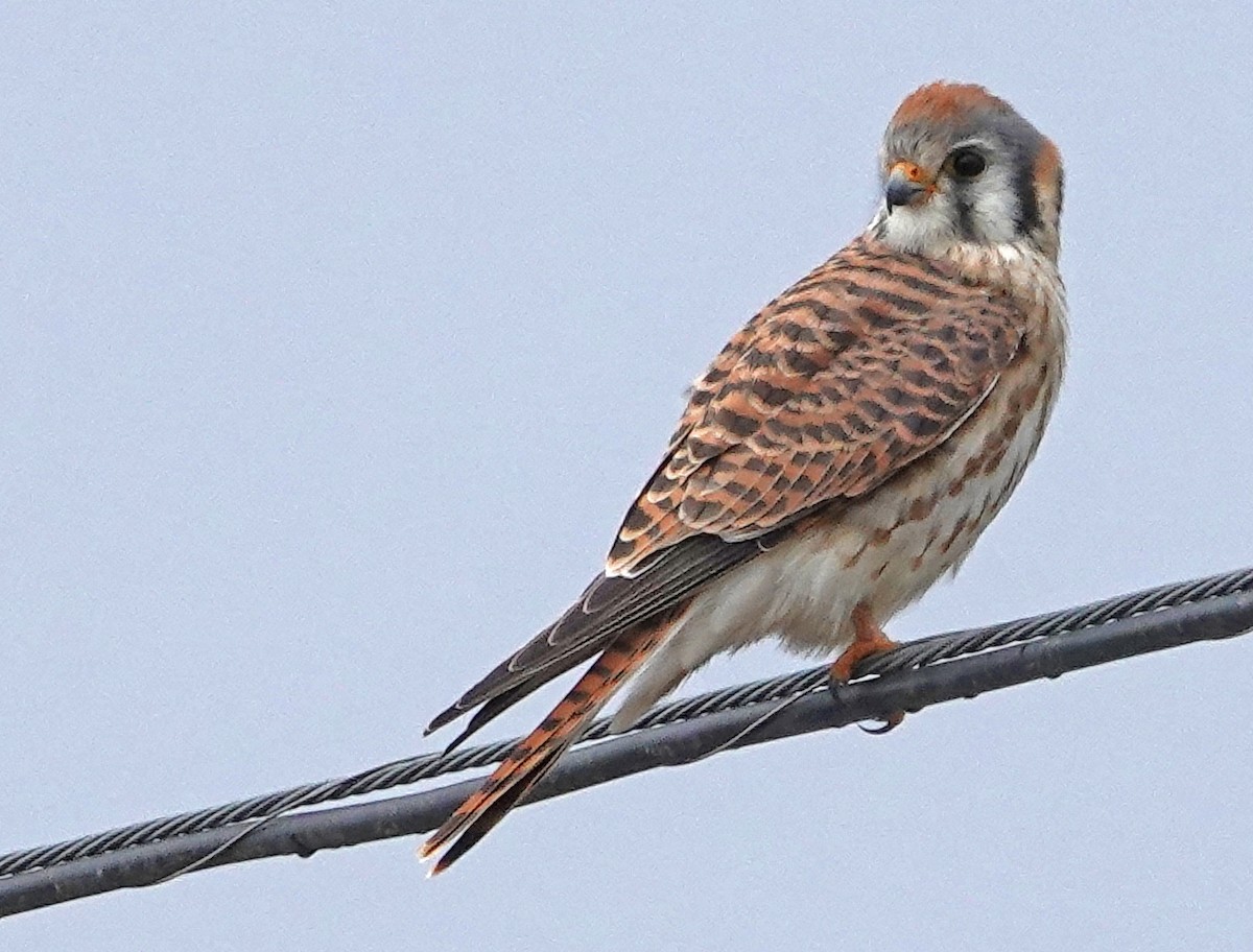 Боривітер американський - ML647990707