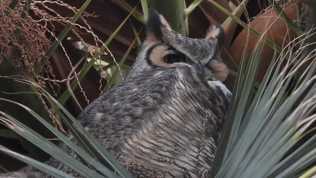 Great Horned Owl - ML647991413