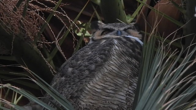 Great Horned Owl - ML647991417