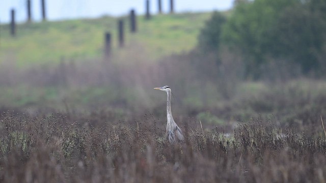 Great Blue Heron - ML647991751