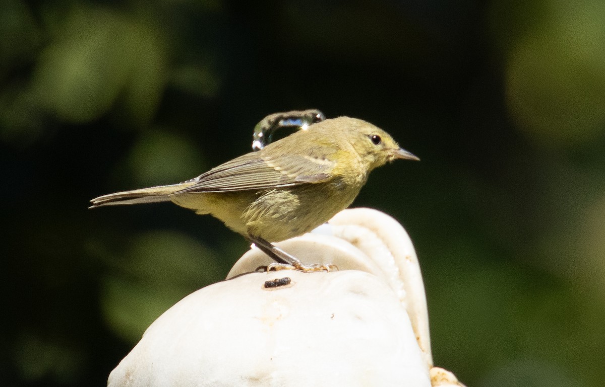 Червоїд оливковий - ML647992232