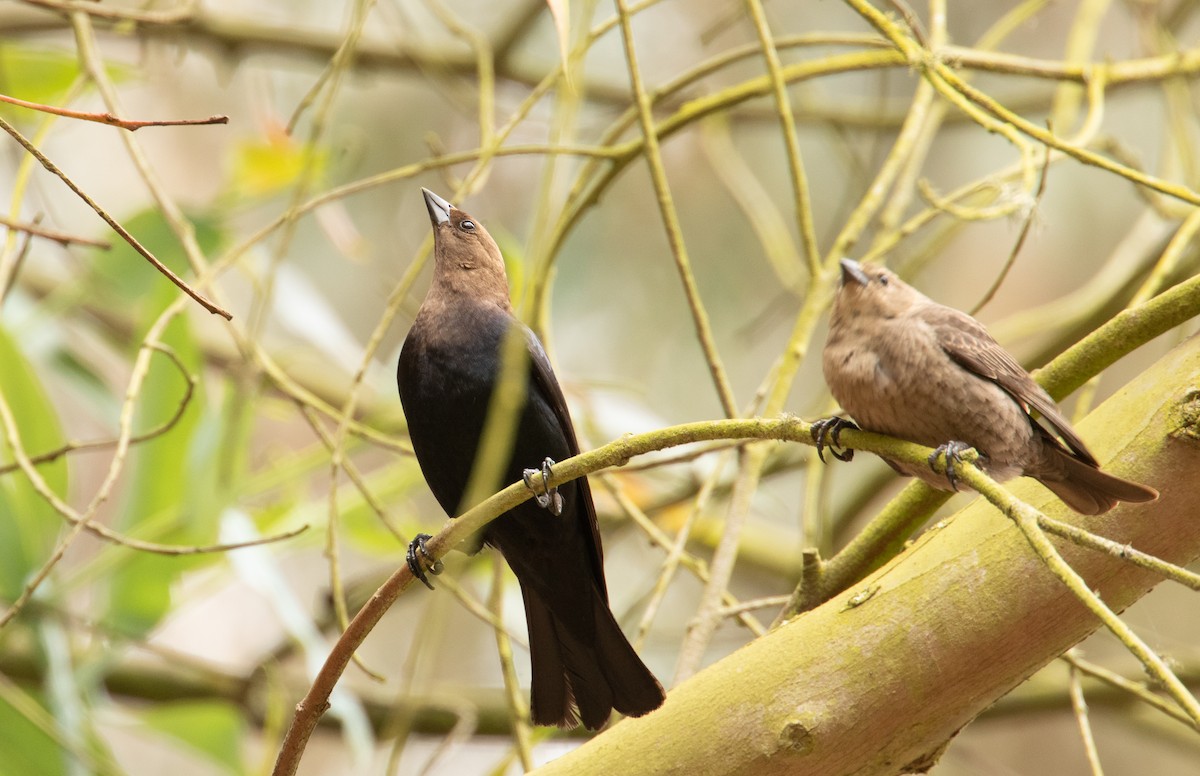 Вашер буроголовий - ML647992273