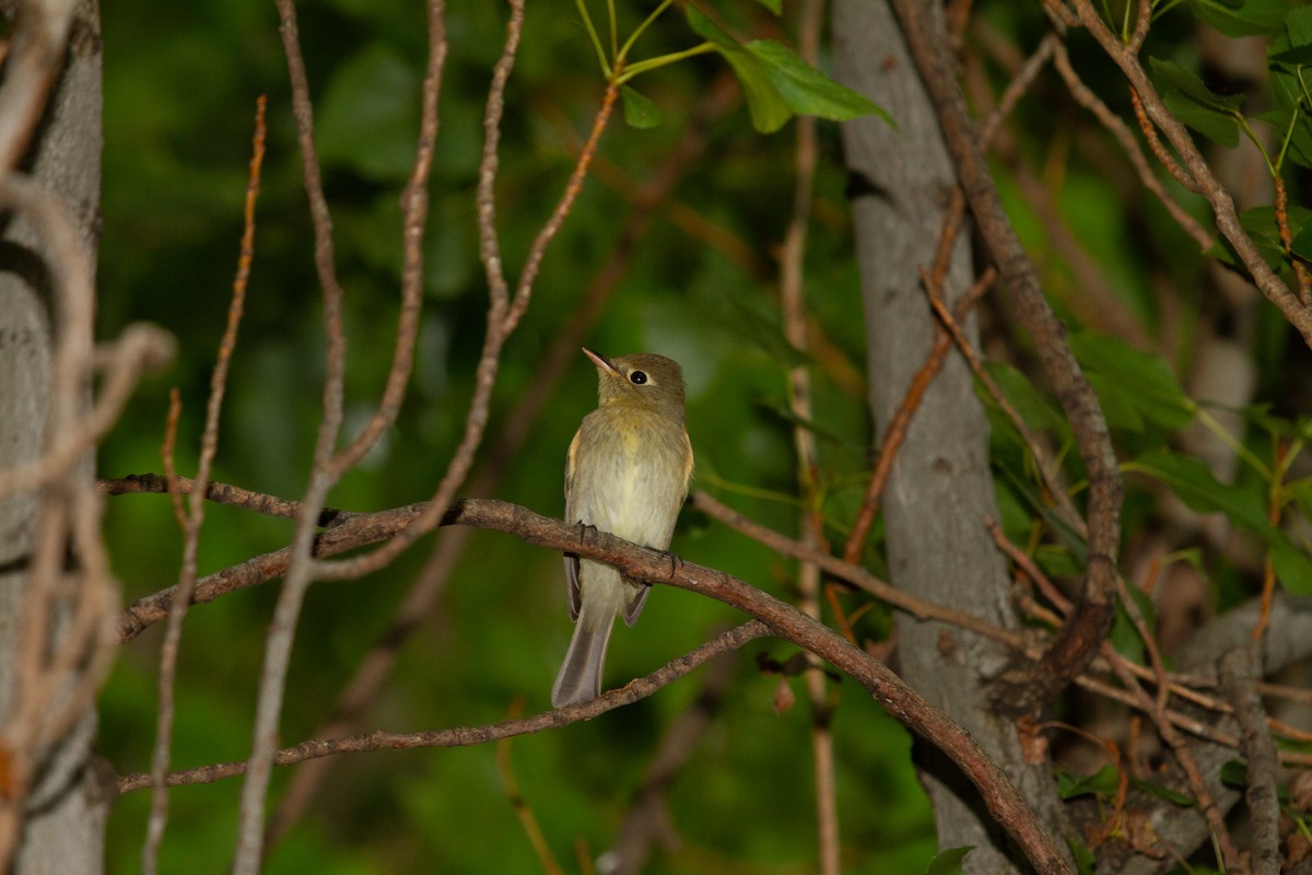 Western Flycatcher - ML647992309