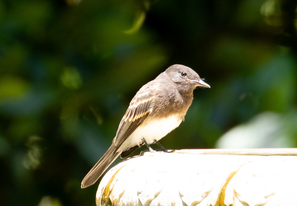 Феб чорний - ML647992364