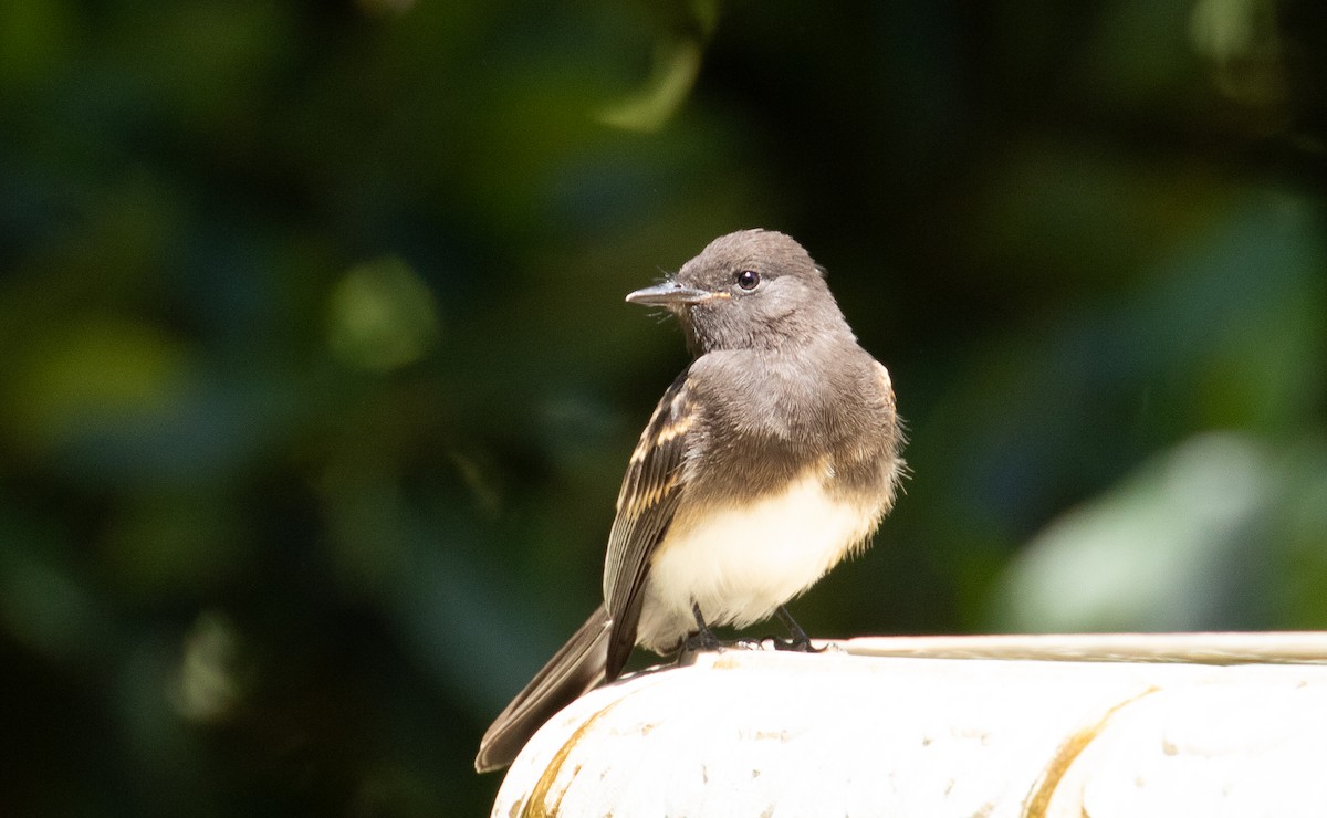 Феб чорний - ML647992365