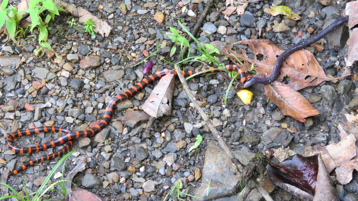 Common Caecilians - ML647992407