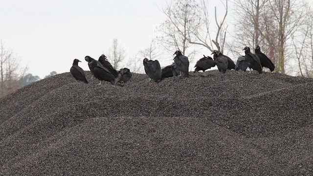 kondor havranovitý - ML647992913