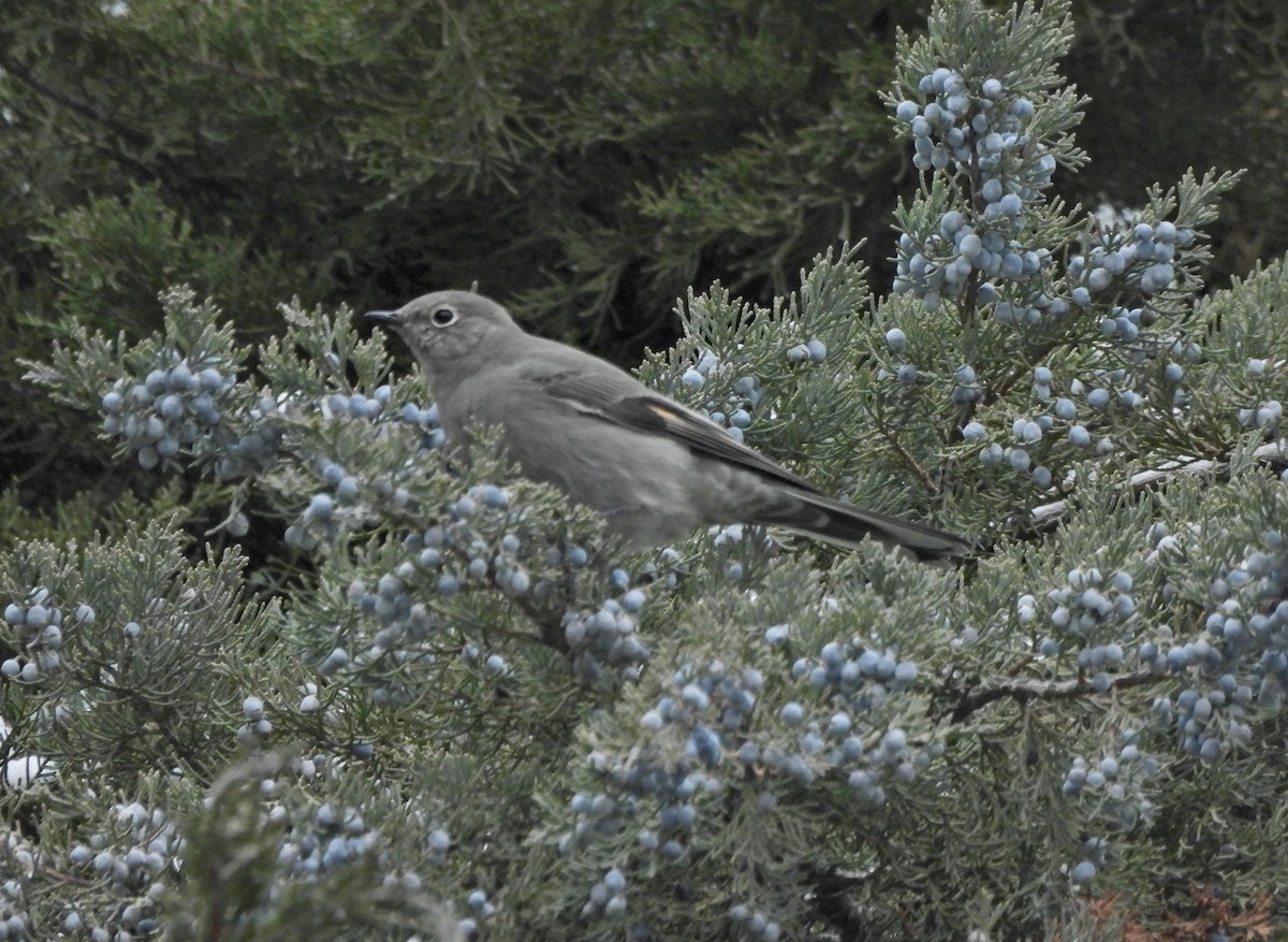 Townsend Soliteri - ML647993114