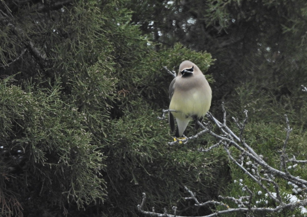 Sedir İpekkuyruğu - ML647993206