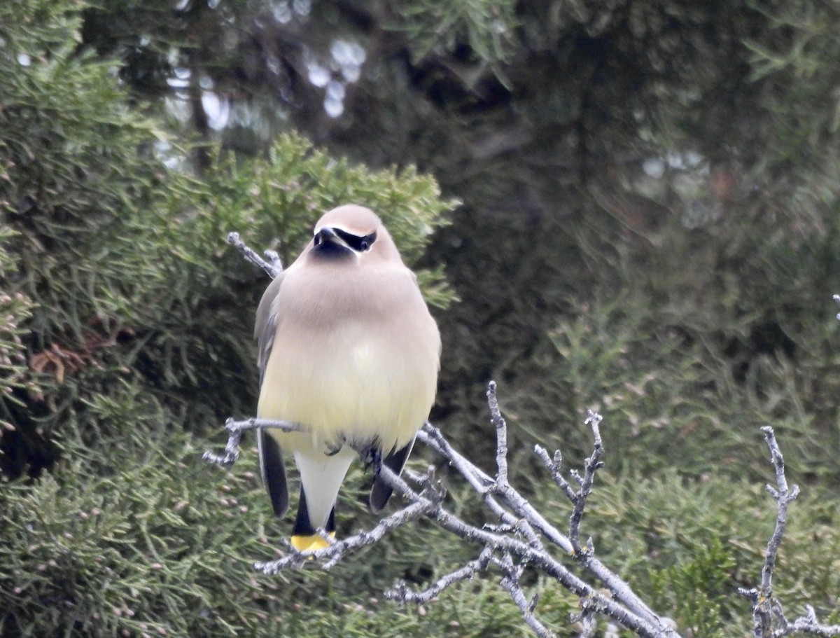 Sedir İpekkuyruğu - ML647993288