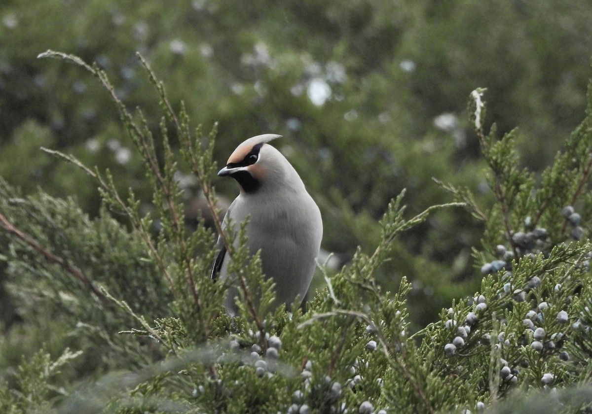 İpekkuyruk - ML647993348