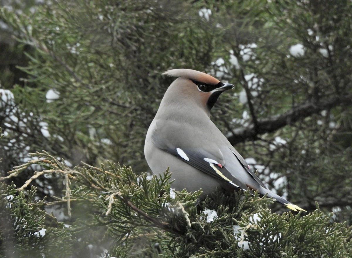 İpekkuyruk - ML647993349