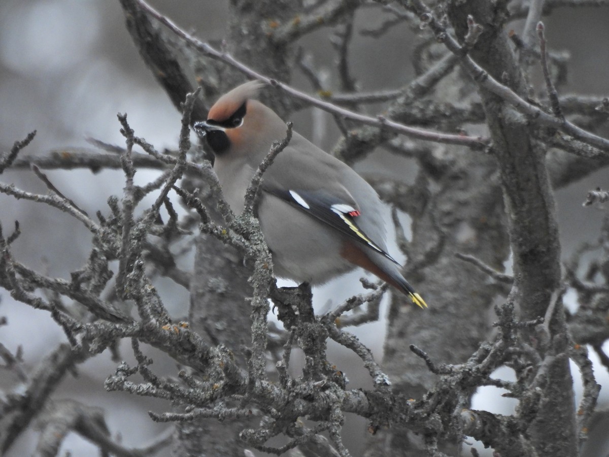 İpekkuyruk - ML647993352