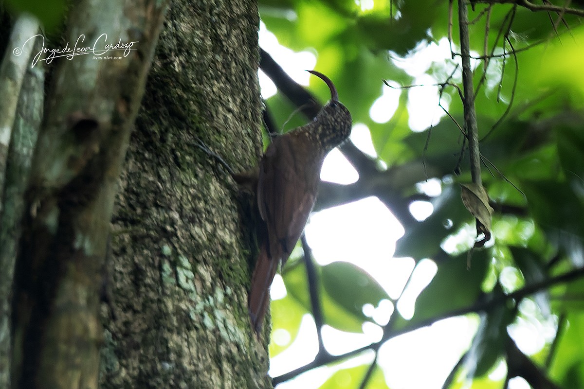 Tapajos Scythebill (Tapajos) - ML647993690