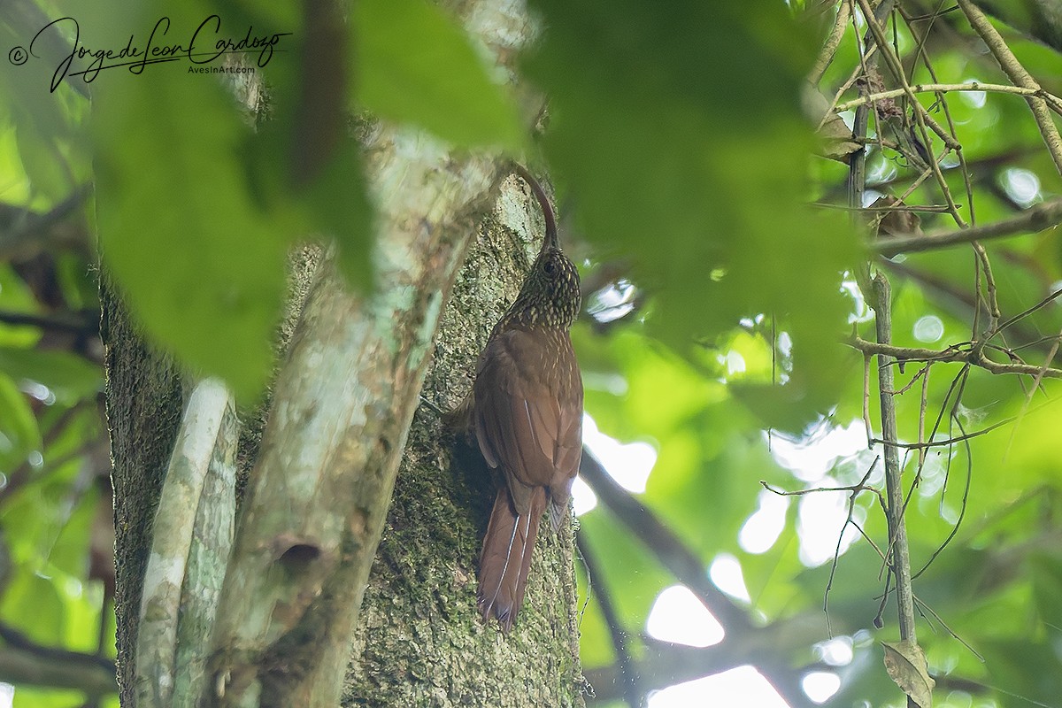 Tapajos Scythebill (Tapajos) - ML647993691