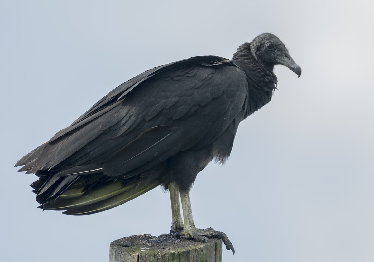 Black Vulture - ML64799451