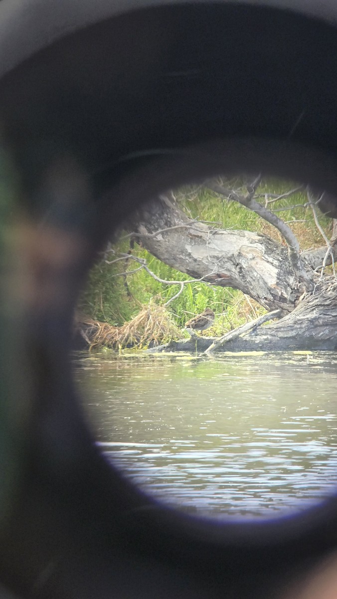 Latham's Snipe - ML647994757