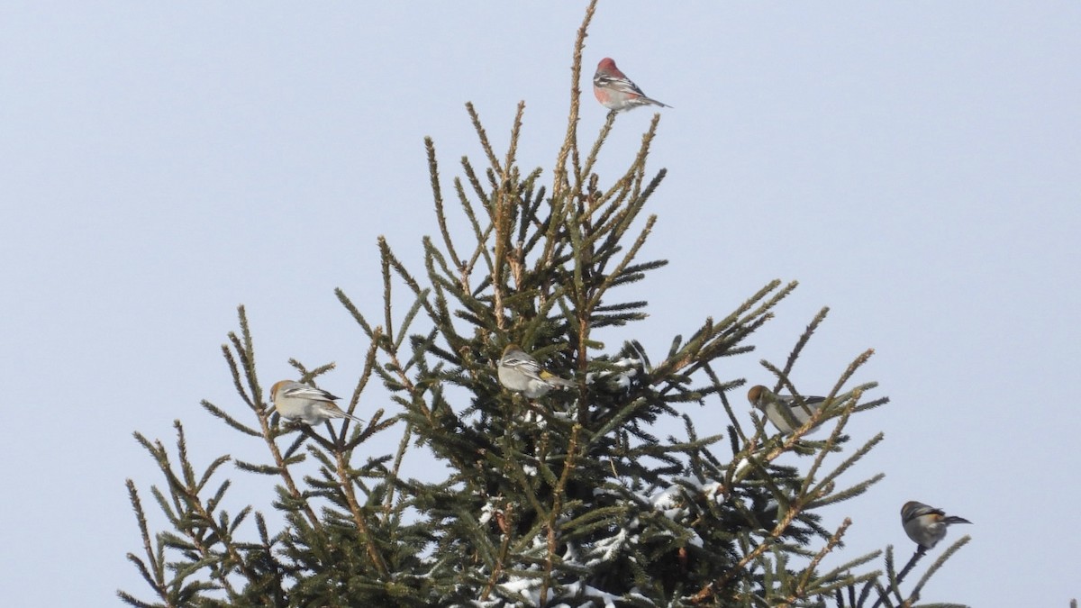 Pine Grosbeak - ML647995036