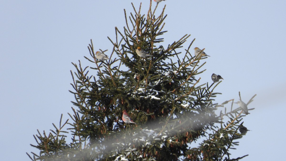 Pine Grosbeak - ML647995037