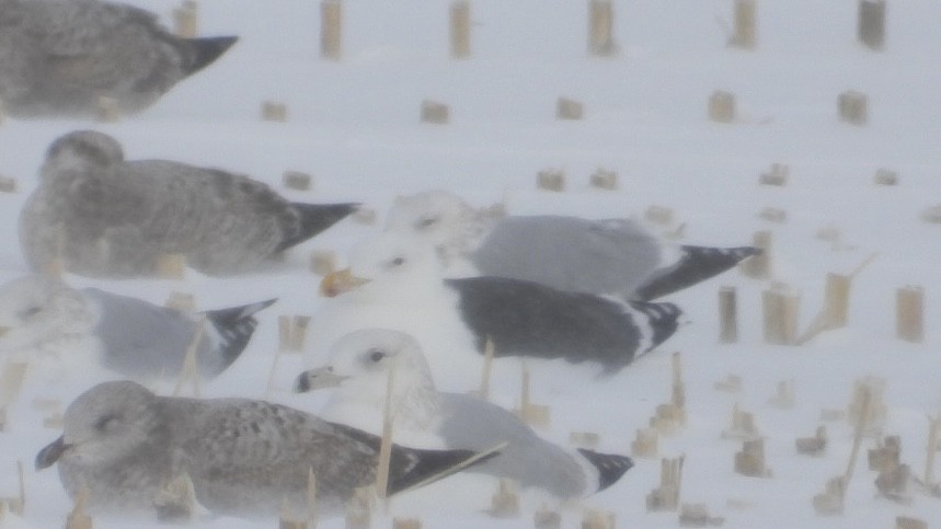 Great Black-backed Gull - ML647995064
