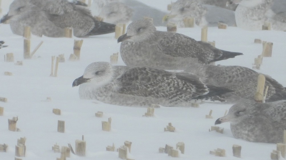 Great Black-backed Gull - ML647995065